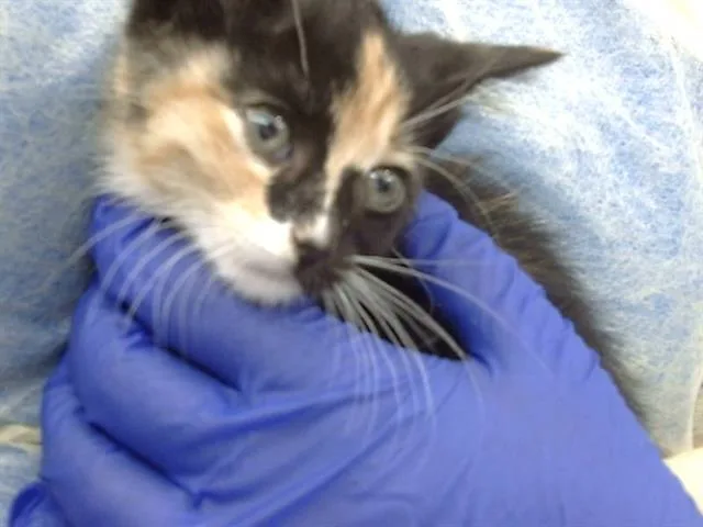 A baby medium-sized female Domestic Medium Hair cat named Regina for adoption in Dallas, TX