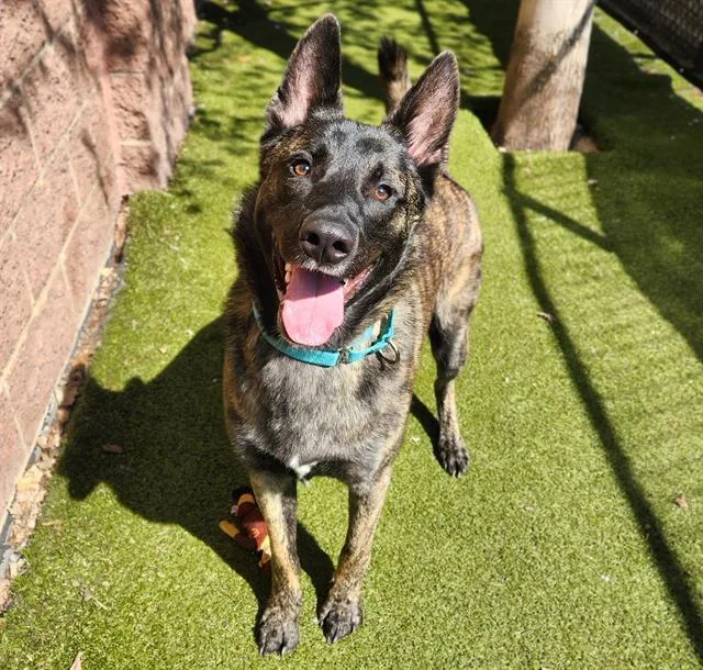 A young large-sized male Dutch Shepherd dog named Ben for adoption in Minneapolis, MN