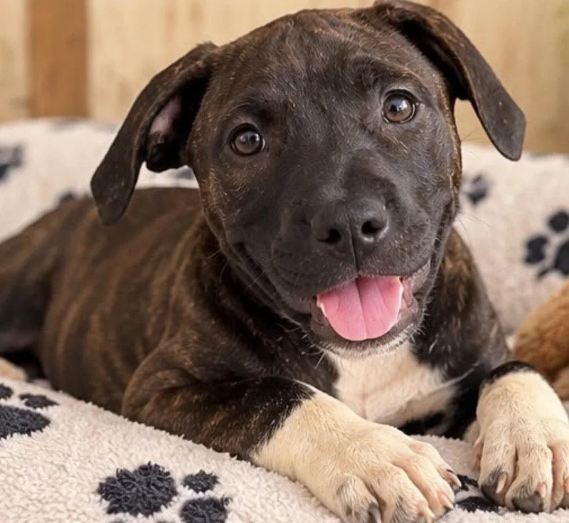 A baby medium-sized female American Bulldog dog named Roxanne for adoption in Margate, FL