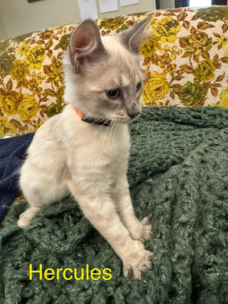 A young medium-sized male Lilac Point Siamese cat named Hercules for adoption in Mount Pleasant, TX