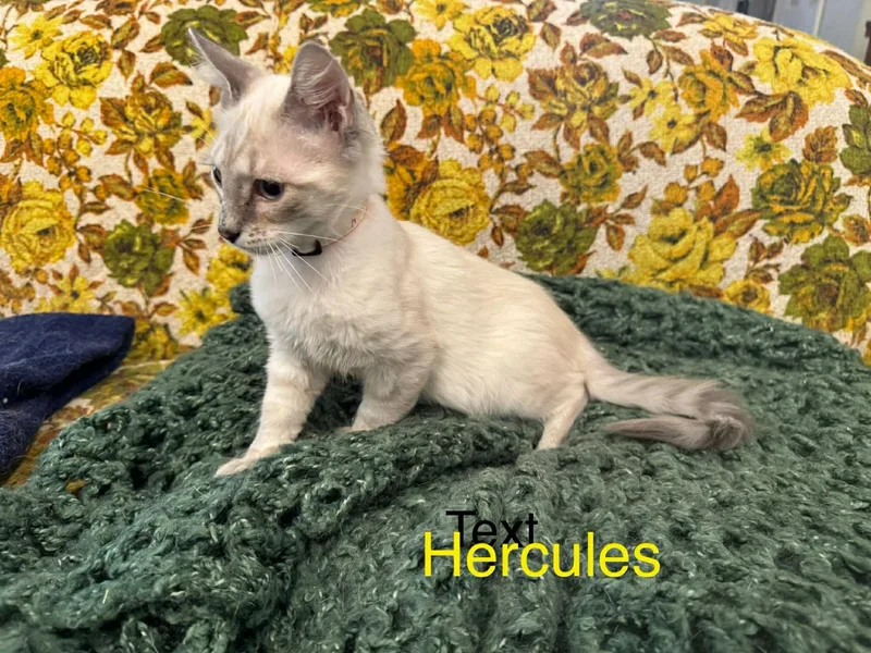 Hercules thumbnail 2