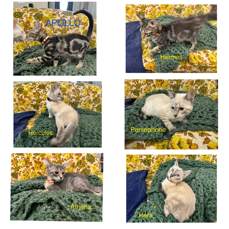 Hercules thumbnail 3