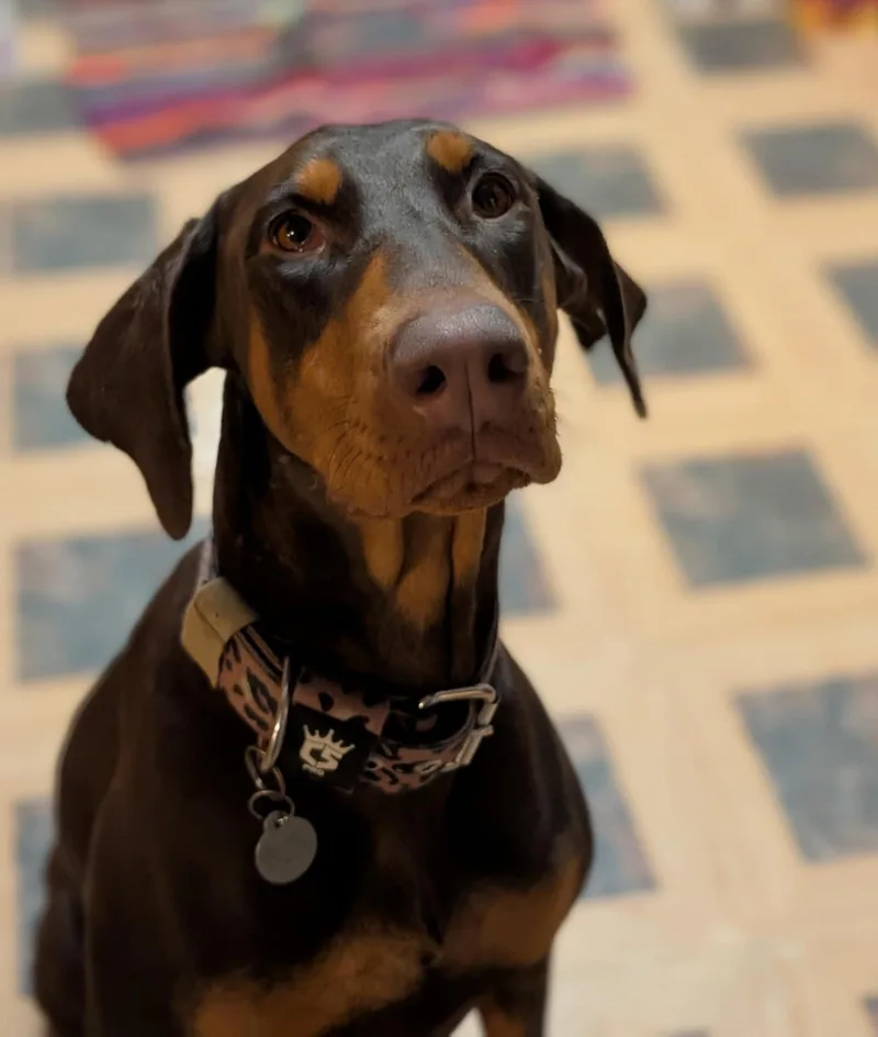 Phoebe thumbnail 2