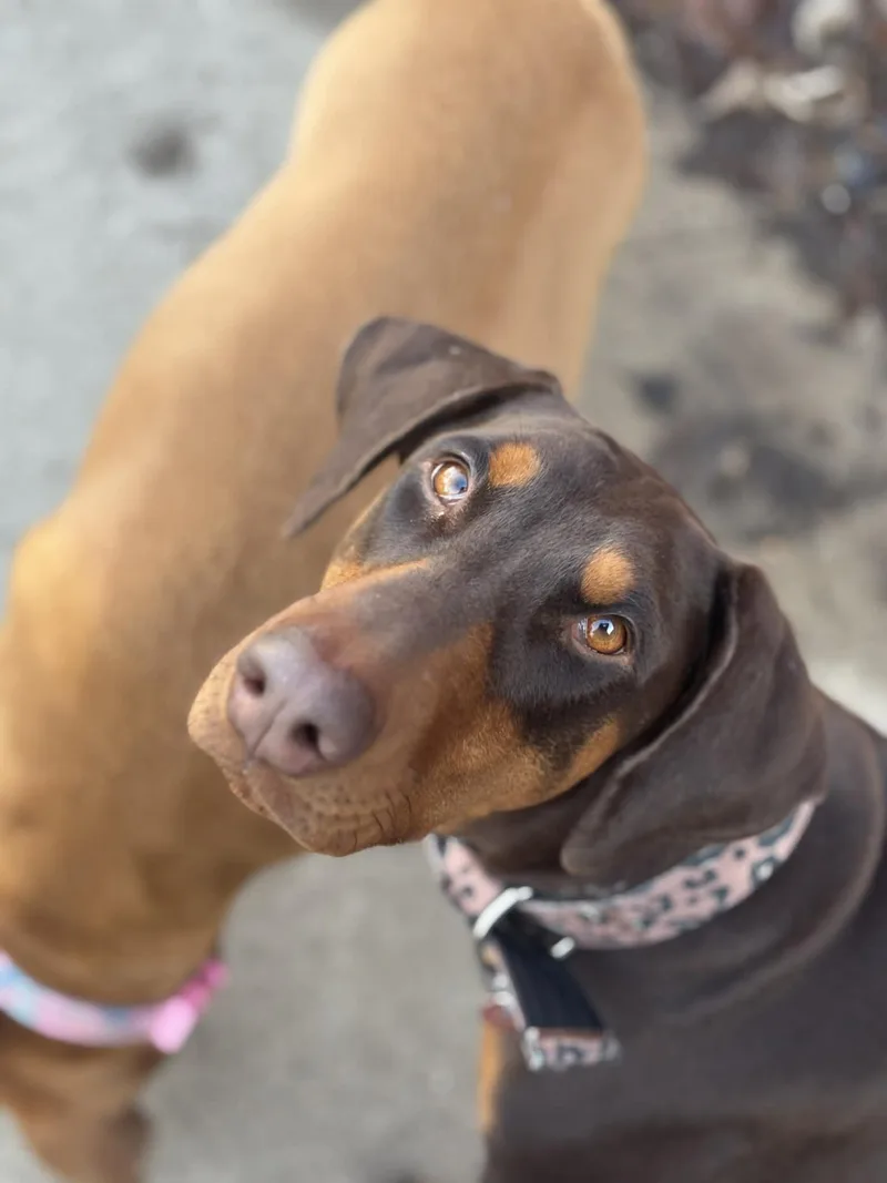 Phoebe thumbnail 4
