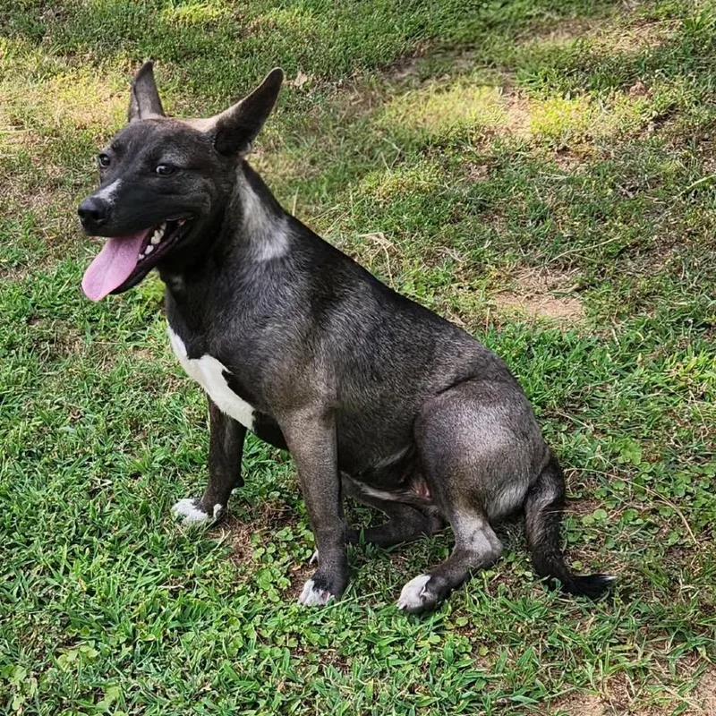 A young medium-sized female Black Dutch Shepherd dog named Buttercup for adoption in Hackett, AR