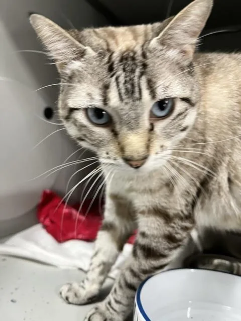 An adult medium-sized female Siamese cat named Bunny for adoption in Anoka, MN