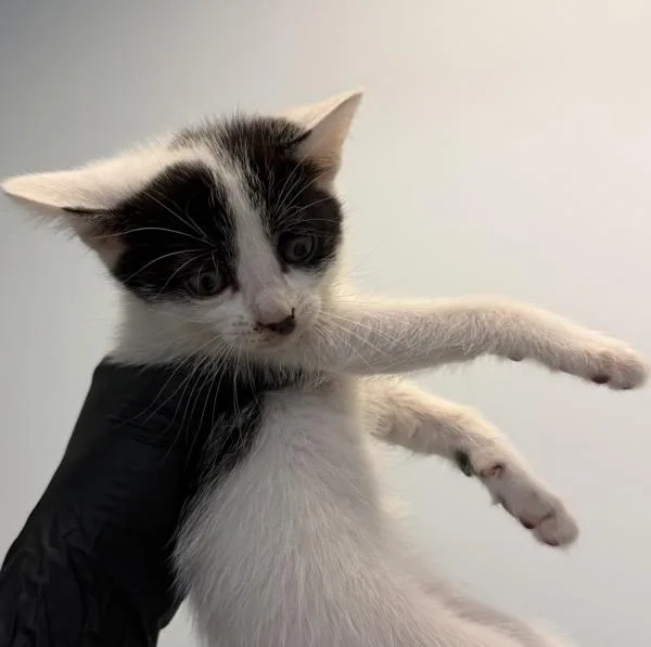 A baby small-sized female Domestic Short Hair cat named Mary for adoption in San Diego, CA