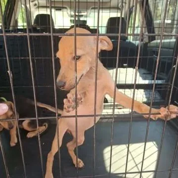 A baby small-sized female Mixed Breed dog named Dolly for adoption in Dover, AR
