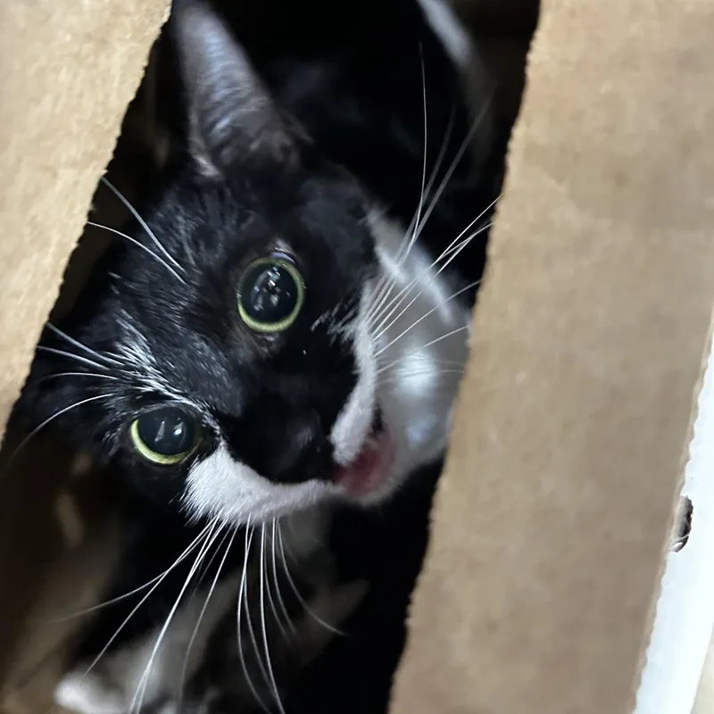 An adult medium-sized female Black Domestic Short Hair cat named Flasha for adoption in Newark, NJ