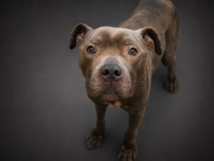 An adult large-sized male Pit Bull Terrier dog named Draco for adoption in Bowling Green, KY
