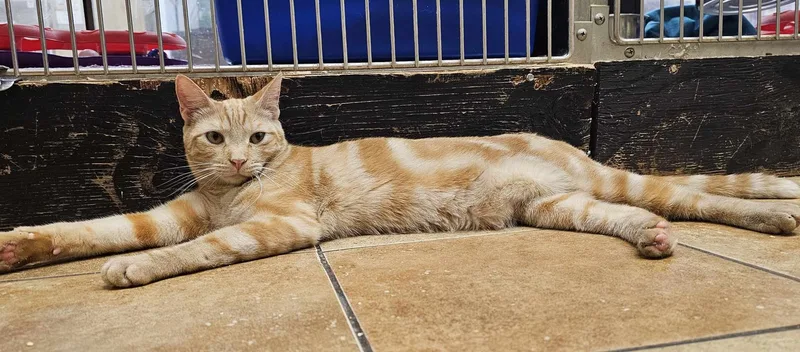 A young medium-sized male Tabby (Orange / Red) Tabby cat named Sergeant Stevens for adoption in HEMET, CA