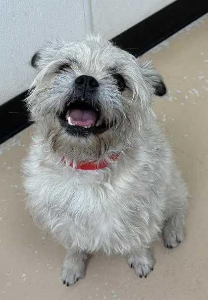 An adult medium-sized male Pug dog named Milo for adoption in Phoenix, AZ