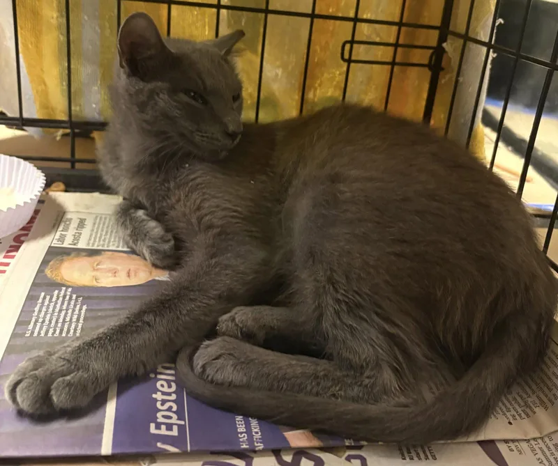 A young medium-sized male Russian Blue cat named Ember for adoption in Brooklyn, NY