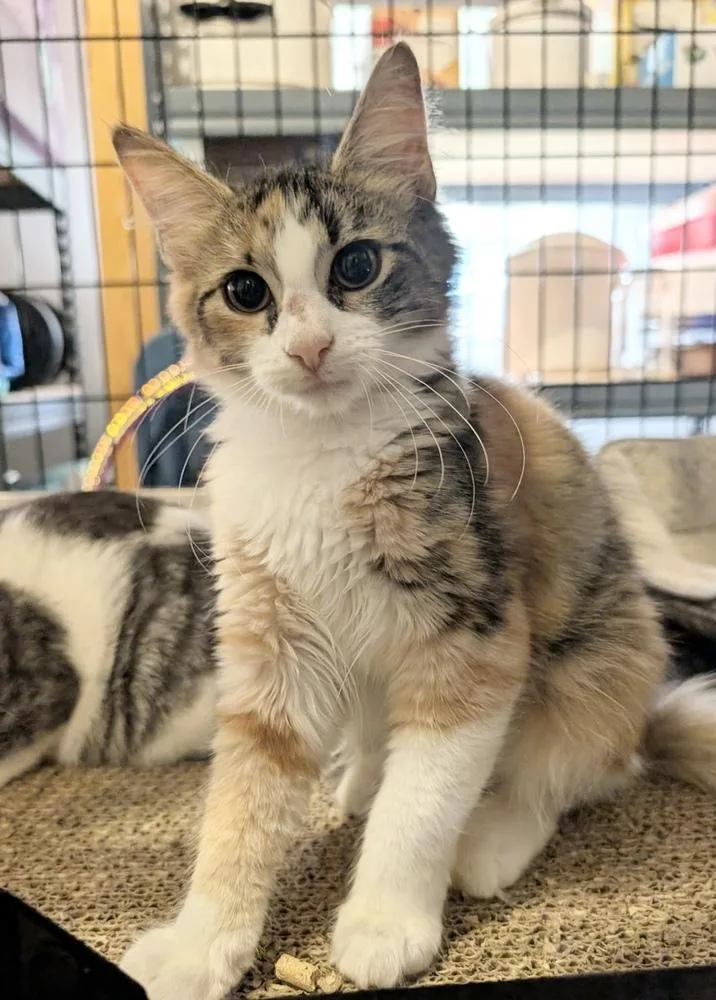 A baby medium-sized female Orange & White Domestic Medium Hair cat named Mosaic for adoption in Emerald Isle, NC