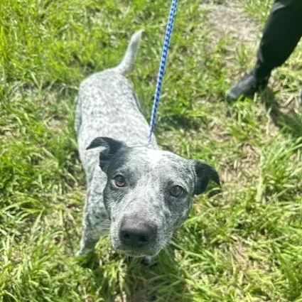 A young medium-sized male Australian Cattle Dog / Blue Heeler dog named Moose for adoption in Tampa, FL