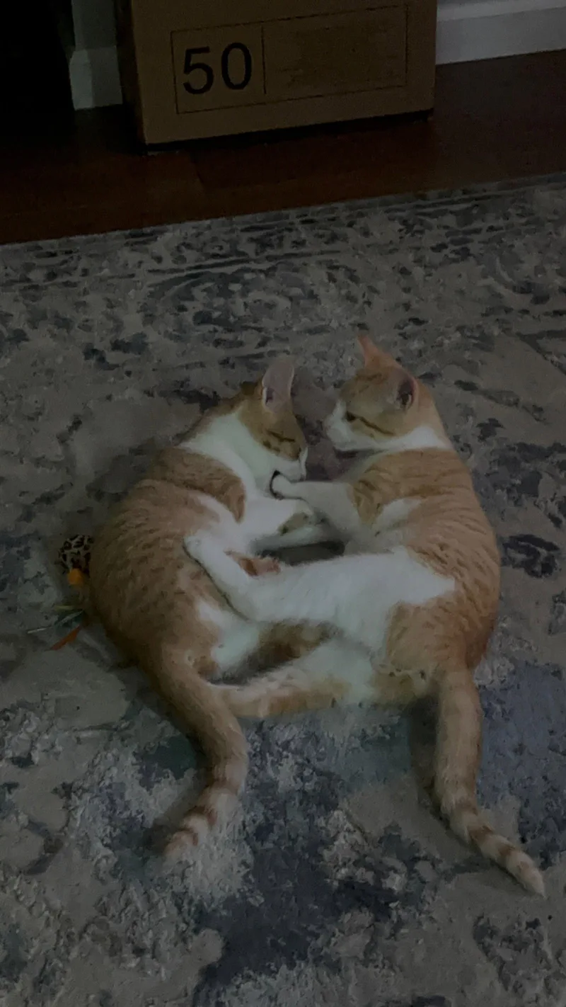A baby medium-sized male Orange & White Domestic Short Hair cat named Cheeto for adoption in Stewartsville, NJ
