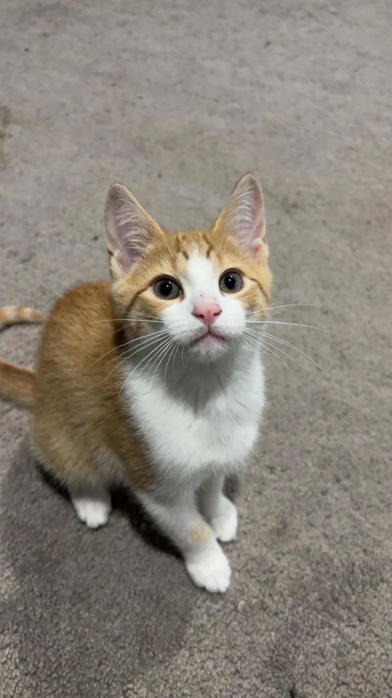 Cheeto thumbnail 2