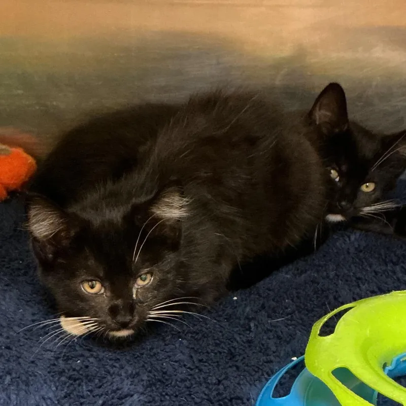 A baby small-sized female Black Domestic Short Hair cat named Elsie for adoption in Waynesburg, PA