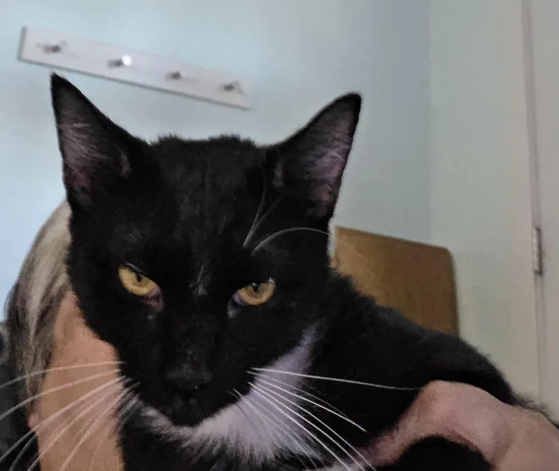 A young large-sized male Black & White / Tuxedo Tuxedo cat named Poe for adoption in Brookston, IN