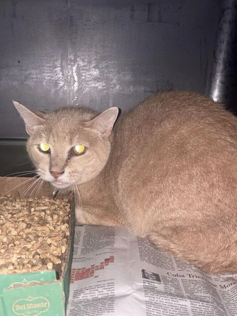 An adult medium-sized male Black Domestic Short Hair cat named Andy for adoption in Cincinnati, OH