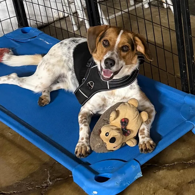 A young medium-sized male Brown / Chocolate Beagle dog named D Toby for adoption in Franklin, PA