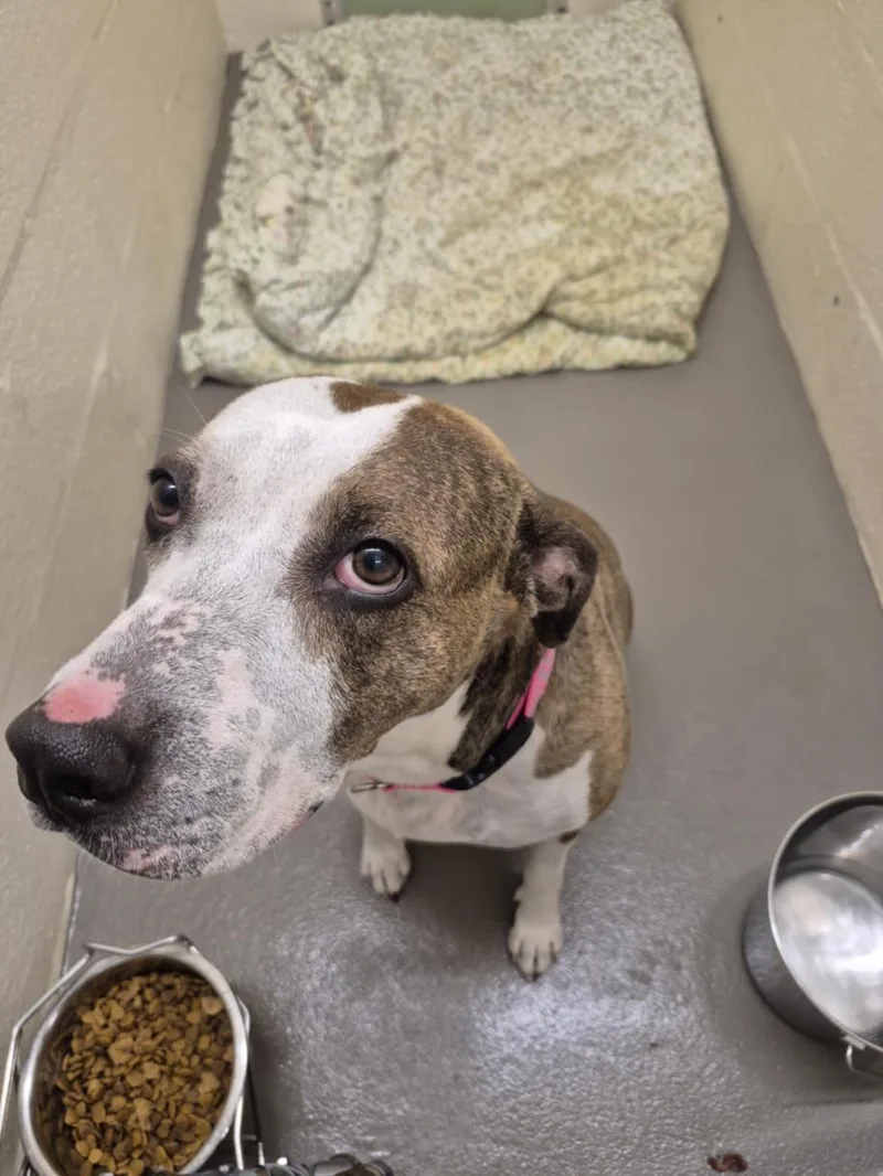 A senior large-sized female Pit Bull Terrier dog named Selena for adoption in Hagerstown, MD