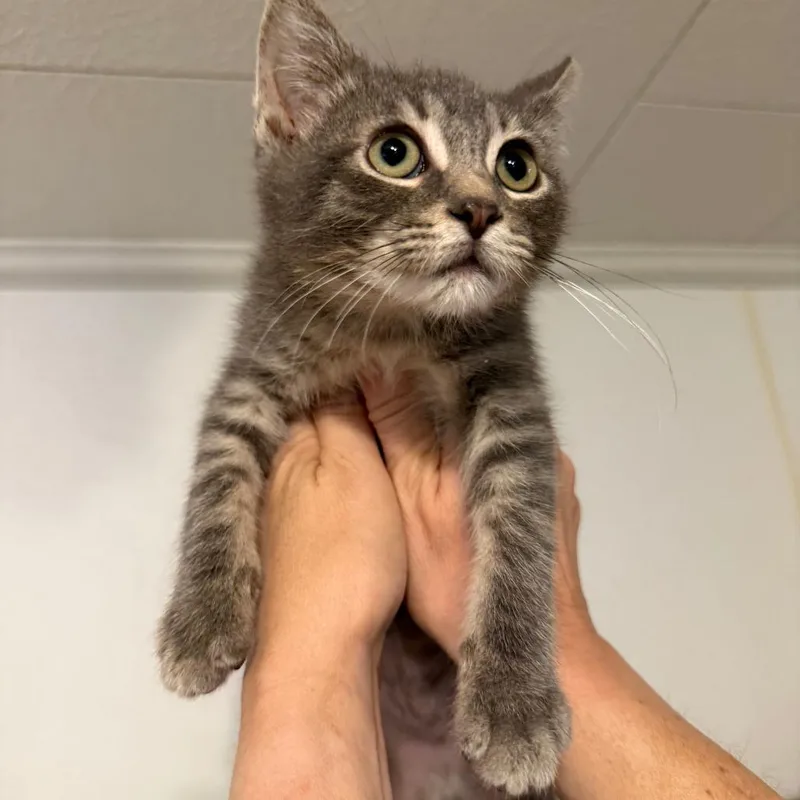 A young medium-sized male Gray / Blue / Silver Domestic Short Hair cat named RobertBosco for adoption in Hanna City, IL