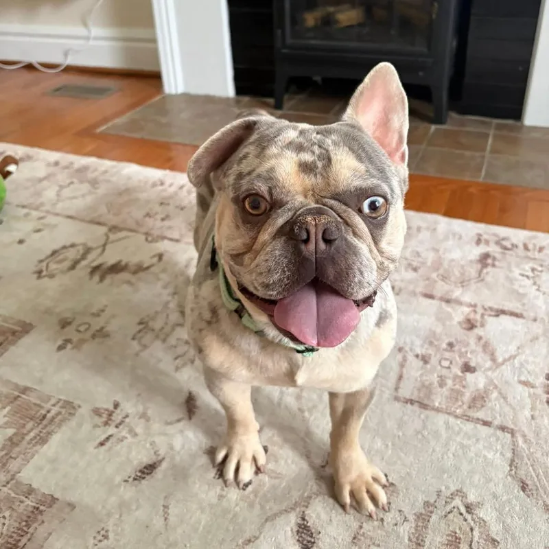 An adult medium-sized male Gray / Blue / Silver French Bulldog dog named Rolex for adoption in Huber Heights, OH
