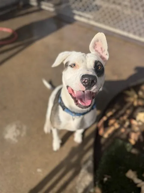 Calypso