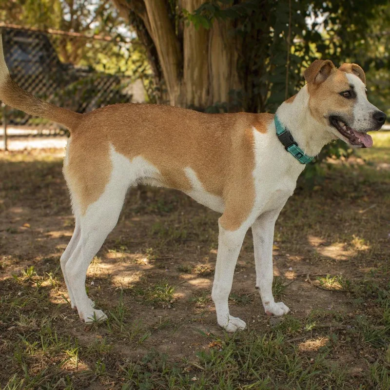 A young medium-sized male White / Cream Terrier dog named Gusto for adoption in Carencro, LA