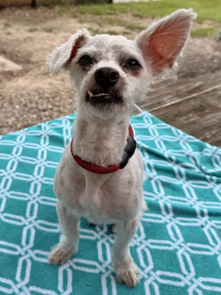 Chip