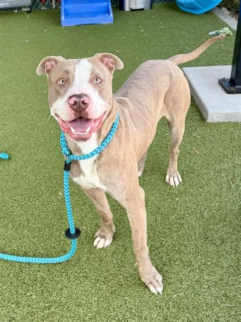 A young large-sized male Terrier dog named Flapjack for adoption in Olivette, MO