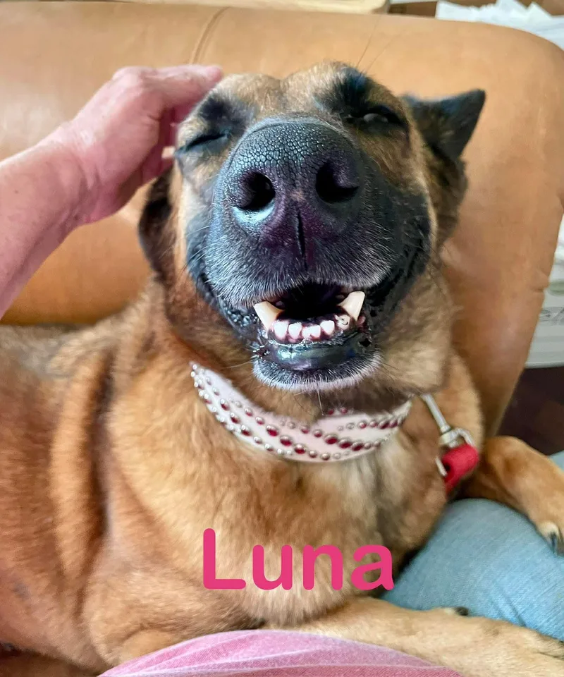An adult large-sized female Belgian Shepherd / Malinois dog named Luna for adoption in Houston , TX