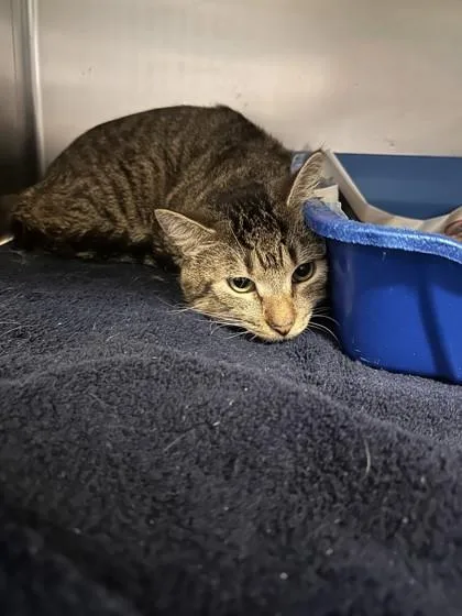 An adult small-sized male Domestic Short Hair cat named Boy Bella for adoption in West Chester, PA