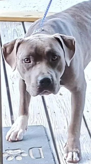 Doogie