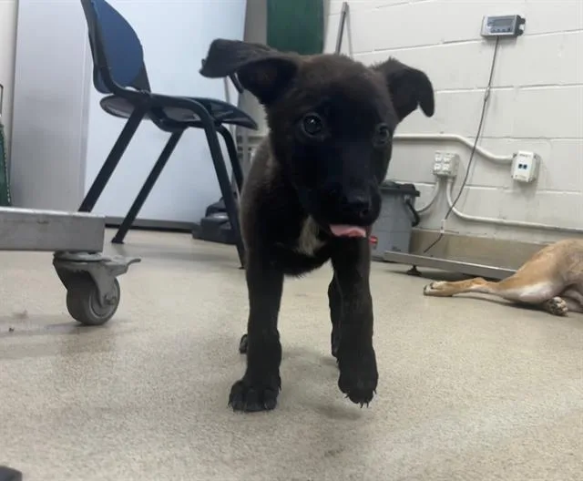 A baby small-sized female German Shepherd Dog dog named Georgina for adoption in Grand Prairie, TX