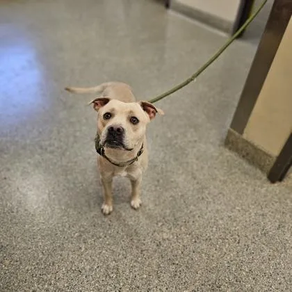 An adult medium-sized male Terrier dog named Spike for adoption in Kansas City, MO