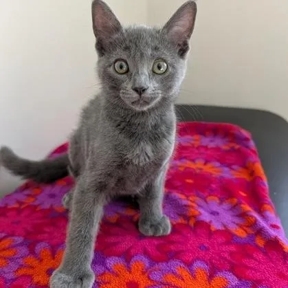 A baby small-sized male Gray / Blue / Silver Domestic Short Hair cat named Pansy for adoption in Rochester, MN