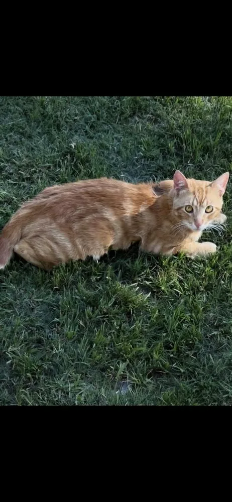 An adult medium-sized male Tabby cat named Manson for adoption in Calimesa, CA