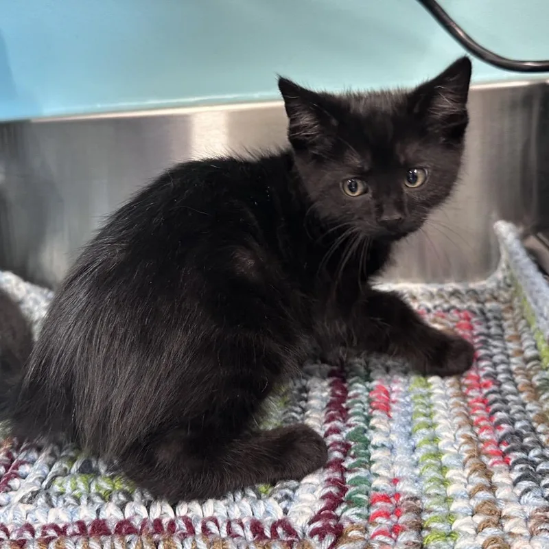 A baby small-sized male Black Domestic Short Hair cat named Zeus for adoption in Mount Vernon, IN