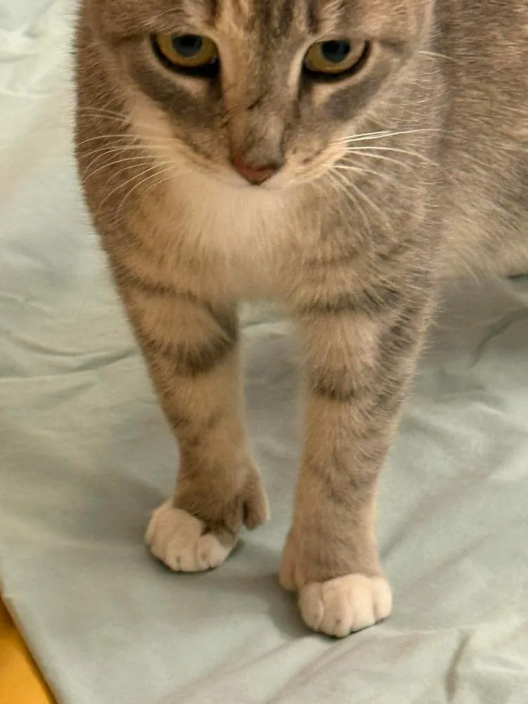 An adult medium-sized female Domestic Short Hair cat named Prim for adoption in Bolton, CT