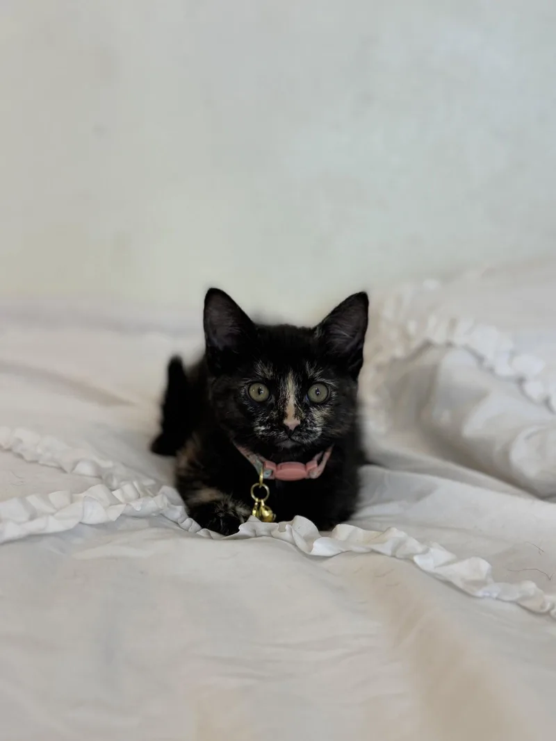 A baby medium-sized female Domestic Short Hair cat named Sable for adoption in Riverside, CA