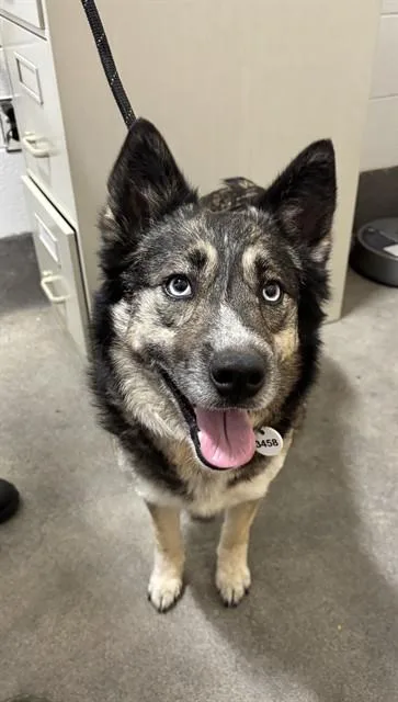 An adult medium-sized female Siberian Husky dog named Estrella for adoption in Upper Marlboro, MD
