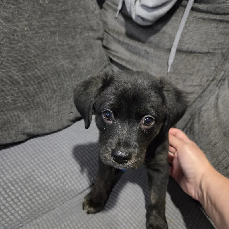 A baby medium-sized female Black Labrador Retriever dog named Lucille for adoption in Plainfield, IL