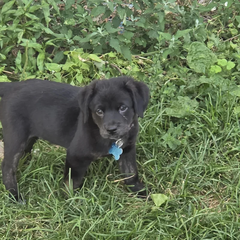 Lucille thumbnail 3