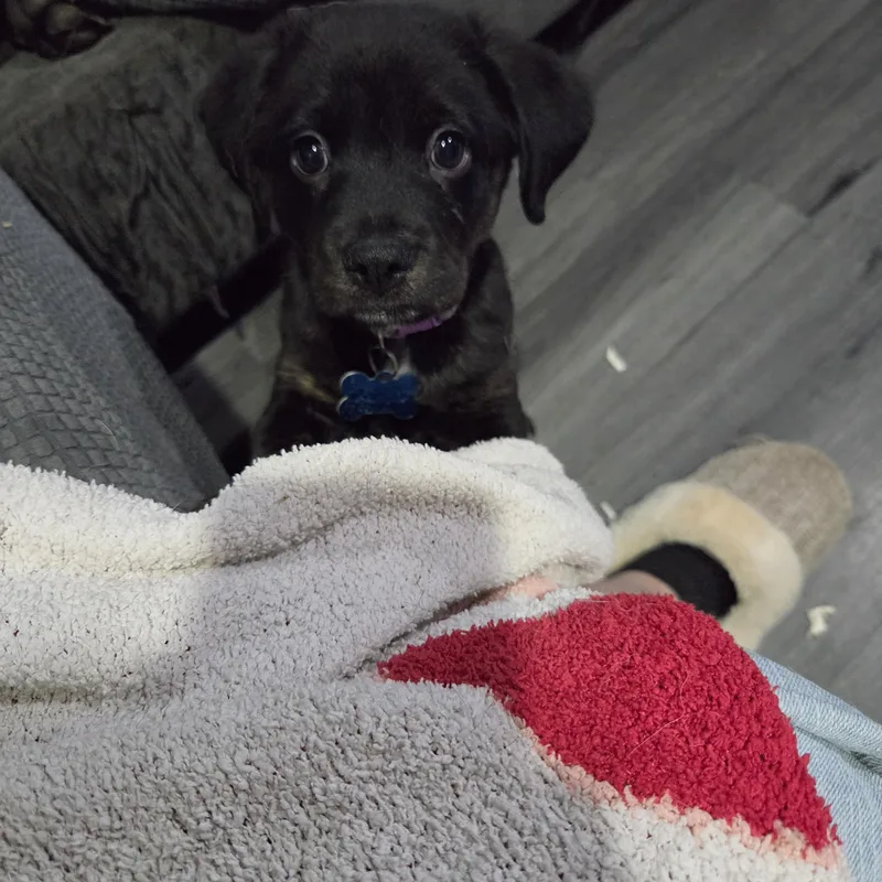 Lucille thumbnail 4