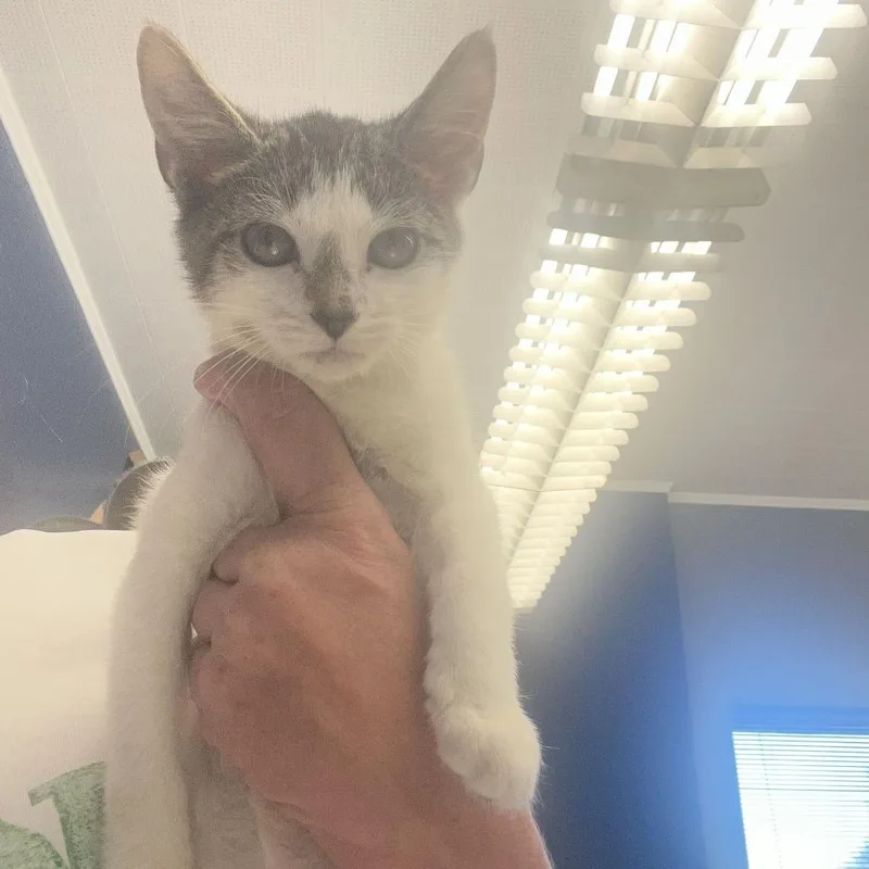 A baby small-sized male White Domestic Short Hair cat named Peanut for adoption in Oak Hill, WV