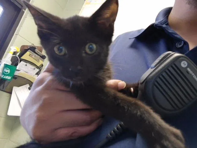 A baby small-sized male Domestic Short Hair cat named Pure Of Heart for adoption in Tulsa, OK