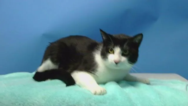 A young medium-sized male Domestic Short Hair cat named Oreo for adoption in Gardena, CA