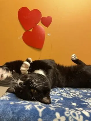 A young medium-sized male Black & White / Tuxedo Domestic Short Hair cat named Ryan Gosling for adoption in Bellingham, WA